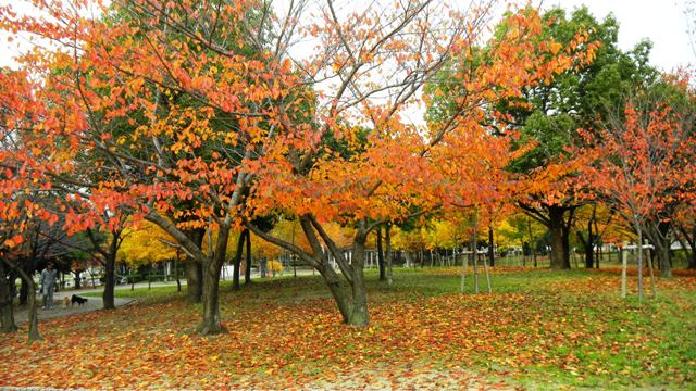 緩衝緑地・加納公園 (2).JPG