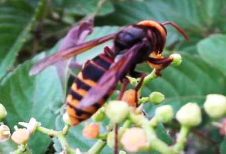 スズメバチ・深北緑地にて.jpg