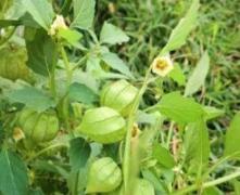 20101010広葉風鈴酸漿