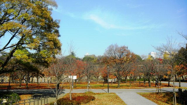 大阪城公園の黄葉 (2).JPG