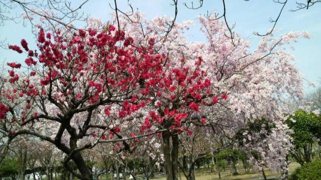 鏑川（大）・桜と桃.JPG