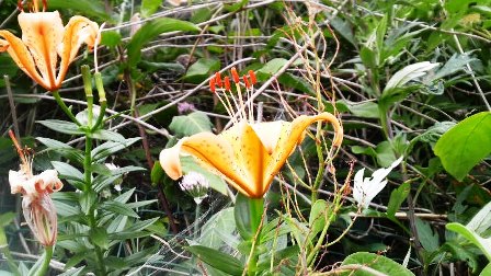 イワユリ (2).JPG