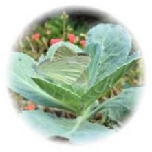 20101016モンシロチョウ