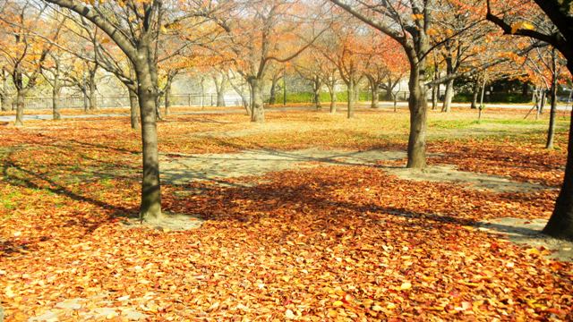 大阪城公園の黄葉 (3).JPG