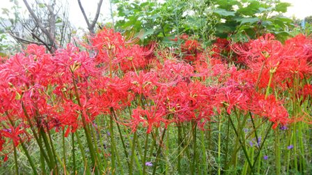 彼岸花 .JPG