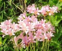 20100817ナツズイセン（夏水仙）