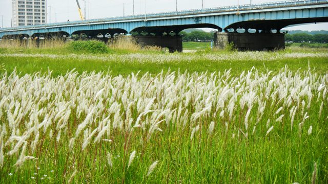 021ツバナと富山大橋  (2).JPG