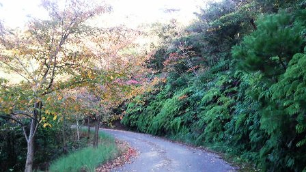 010伯方島・開山展望台への道.JPG