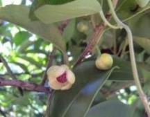 20100818さなかづら