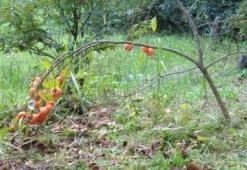 20101108たわむ（撓む）　しなる（撓る）