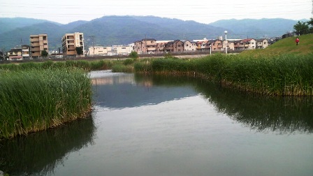 花園遊水池公園の葦辺.jpg