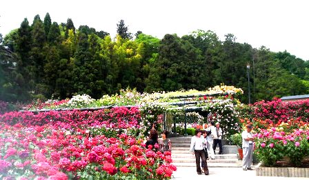 霊山寺・バラ園.JPG