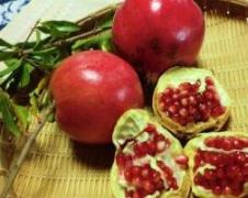 20101109ザクロの実