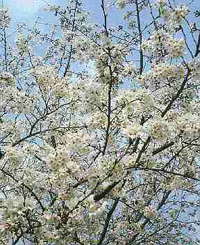 桜１.jpg