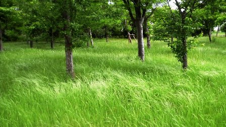 舞洲夏草の風 (2)(小).jpg