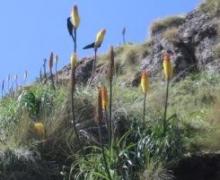 20101114松明百合