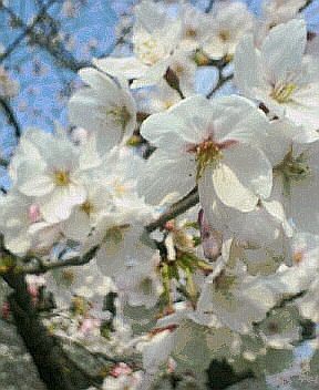 桜２.jpg