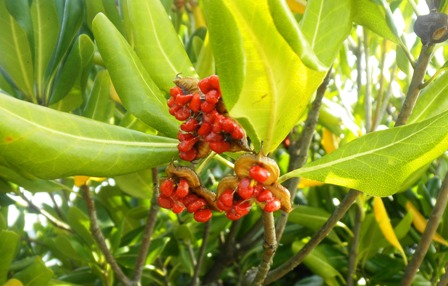 トベラ (2)Ｂ.JPG