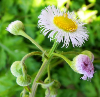 ハルジオン (2).JPG