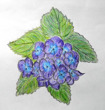 紫陽花.JPG