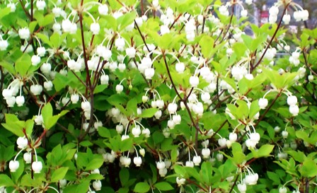 ドウダンツツジ (2).JPG