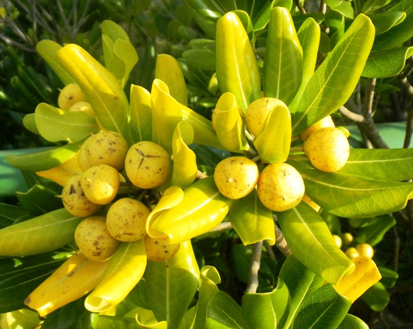 トベラ (5)Ｂ.JPG