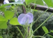 20100821うりずんの花