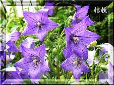桔梗.jpg