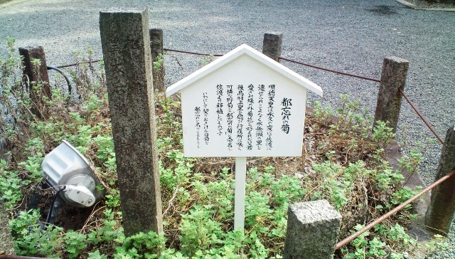 水無瀬神宮・都忘れの菊 B.jpg