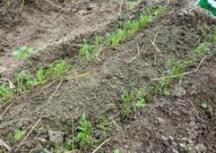 20101124ほうれん草