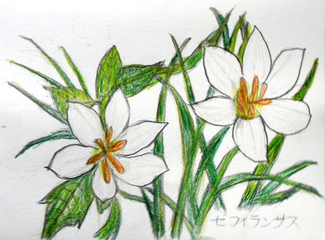 ゼフィランサス.JPG