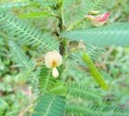 20100823クサネム（草合歓）