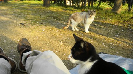 花園公園の野良猫たち.JPG