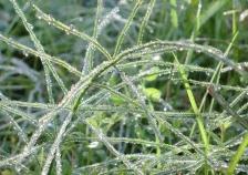 20101130スギナ（杉菜）　トクサ科