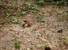 小雀が砂浴びに来る溽暑かな .jpg