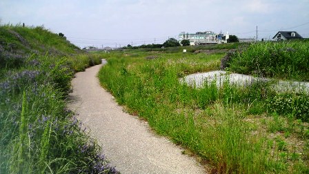 富雄川河川敷.JPG