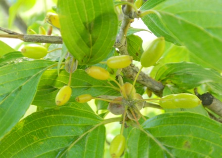 サンシュユの実Ｂ (2).JPG