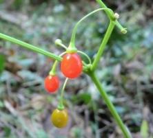 ハダカホオズキ