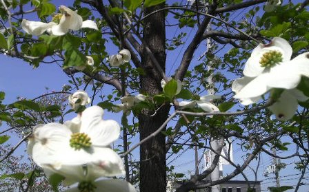 ハナミズキ (2).JPG