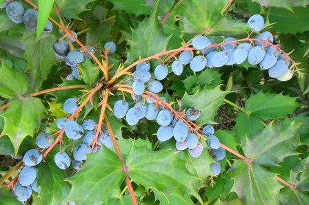 ヒイラギナンテンの実Ｂ (3).JPG