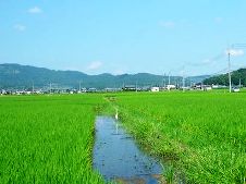 20100821青田の白鷺.jpg