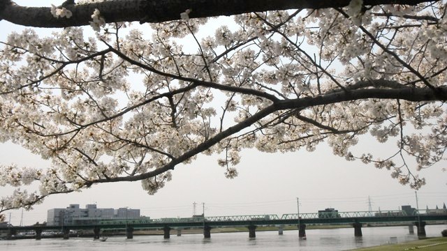 信濃川やすらぎ堤の桜.JPG