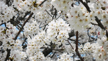信濃川やすらぎ堤の桜 (2).JPG