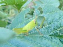 20100907バッタ~1