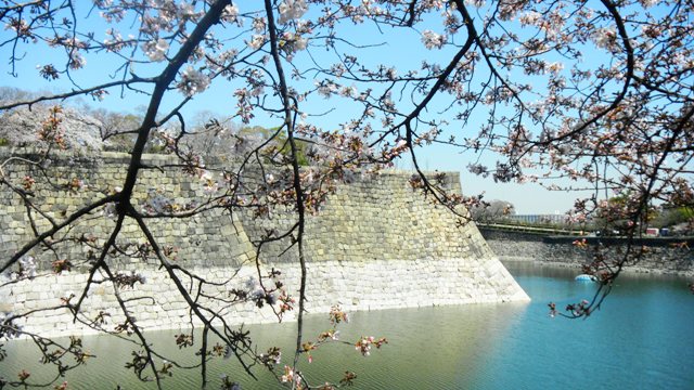 大阪城の桜 (3).JPG