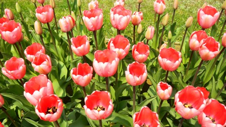 信濃川やすらぎ堤のチューリップ.JPG