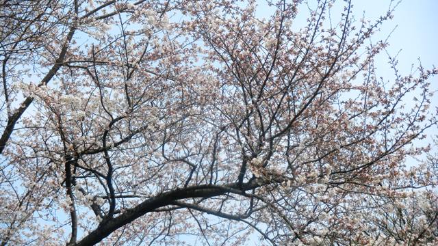 枚岡梅園の桜 (2).JPG