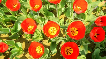 信濃川やすらぎ堤のチューリップ (3).JPG