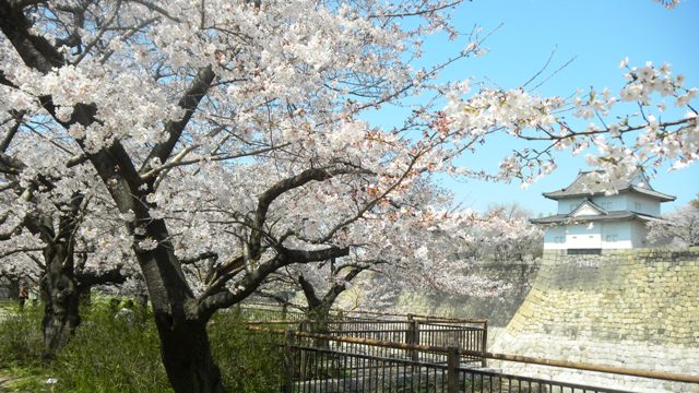 大阪城の桜 (6).JPG