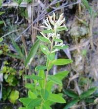 20100909コガンピ（小雁皮）